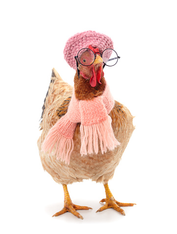 Chicken in glasses, a scarf and a hat isolated on a white background.