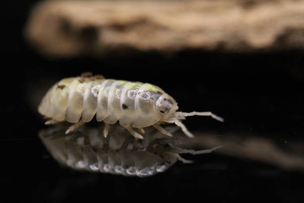 istock isopods woodlouse pill bugs armadillidium vulgare magic potion 1889671591