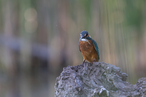 The common kingfisher (Alcedo atthis), also known as the Eurasian kingfisher and river kingfisher, is a small kingfisher with seven subspecies recognized within its wide distribution across Eurasia and North Africa. It is resident in much of its range, but migrates from areas where rivers freeze in winter.