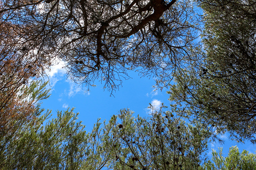 Beautiful composition : low angle shot of the top of maritime pines with a blue sky. Cassis, Bouches-du-Rhône, France.