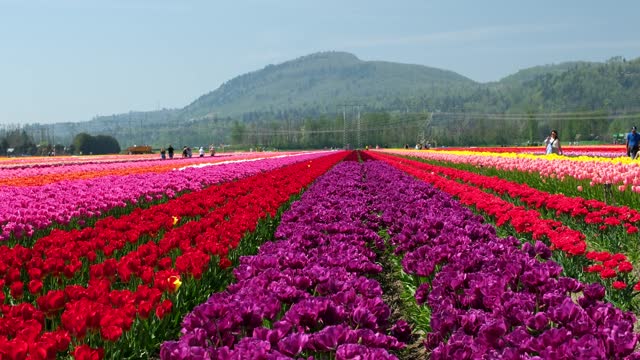 Rows of purple tulip flowers on tulip bulb farm on sunny Beautiful and colorful Washington State tulip fields after a big rain in spring, rainbow of flowers, farmhouse and mountains in background