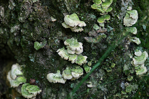 Mushrooms growing along the forest floor next to a hiking trail in Ontario, Canada.