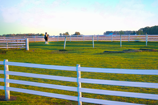 Early Morning with fence and horse- Hamilton County, Indiana
