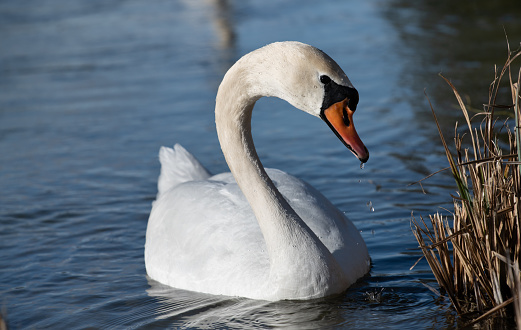 Close-up of a white mute swan swimming on calm water. Reeds grow at the side
