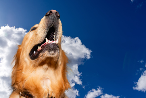 Golden labrador retriever on the blue sky background.Golden retriever, happy,funny,surprised with copy space.Closeup.Advertisement,mockup,banner.