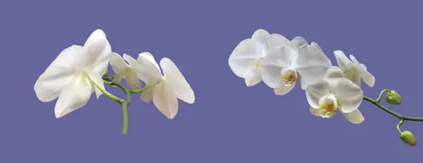 Isolated white phalaenosis orchid flower bouguet with clipping paths.