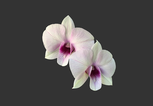 Isolated phalaenopsis orchid flower with clipping paths.