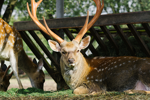 Male deer with antlers lies surrounded by other deer in a zoo corner