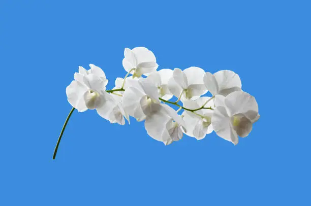 Isolated white phalaenosis orchid flower bouguet with clipping paths.