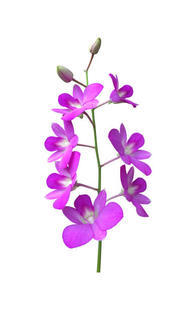 istock violet dendrobium sonia orchid flower 1889759522