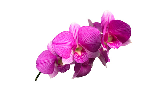 Isolated phalaenopsis orchid flower with clipping paths.