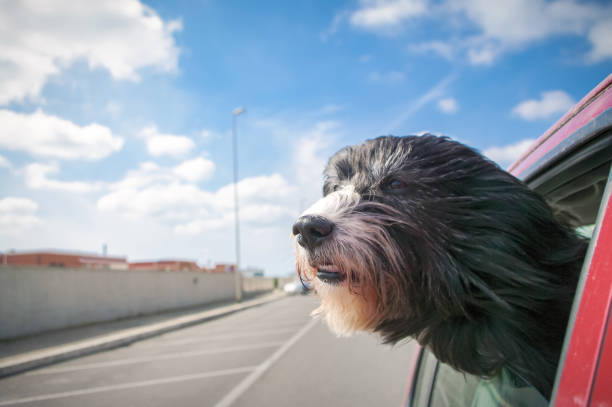 Head of beauty funny black and white dog leaning out of car window while driving to the sea