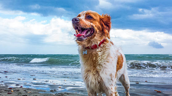 Portrait of a cute Epagneul Breton female dog on a sandy beach, Finale Ligure, Liguria, Italy