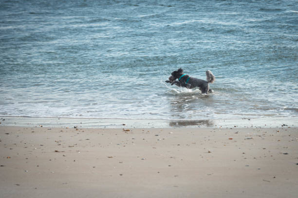 istock Black, golldendoodle puppy playing in ocean. 1889776427