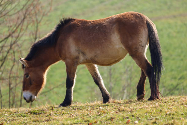 istock single grazing przewalski horse 1889776962