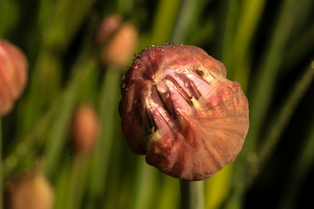 unfolding chives flower