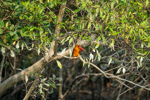 The brown-winged kingfisher (Pelargopsis amauroptera)