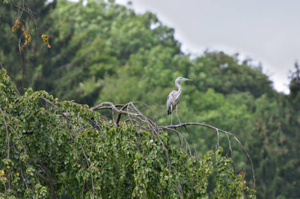 A gray heron sits high on a tree branch above a pond stock photo