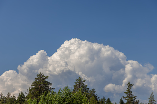 Foreground of tree tops with a backdrop of a huge, mountain-shaped white cumulus cloud set against a blue sky