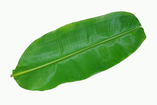 Isolated Banana leaves after the rain have water droplets on the edge of the leaves with clipping paths