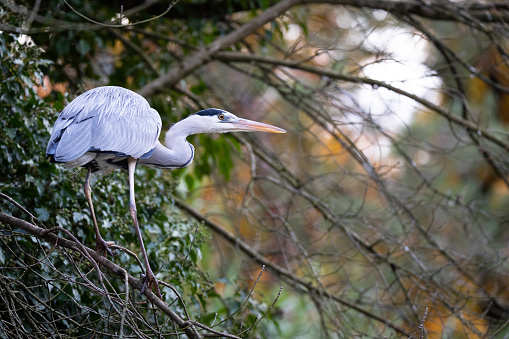 A picture from a grey heron