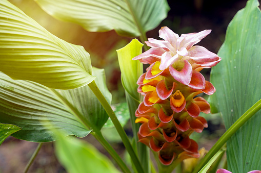 Curcuma sessilis Gage is a herbaceous plant with underground rhizomes. The flowers are in tight bouquets, forming a lower bouquet, cylindrical shape. Soft and selective focus.