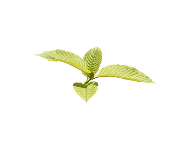 istock Isolated Red Vein Kratom 1889814726
