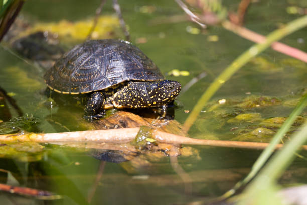 istock European pond turtle 1889816317