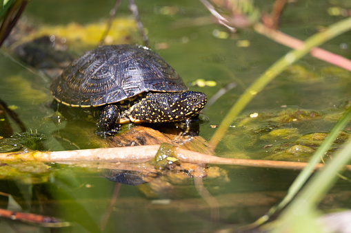 A picture of a European pond turtle