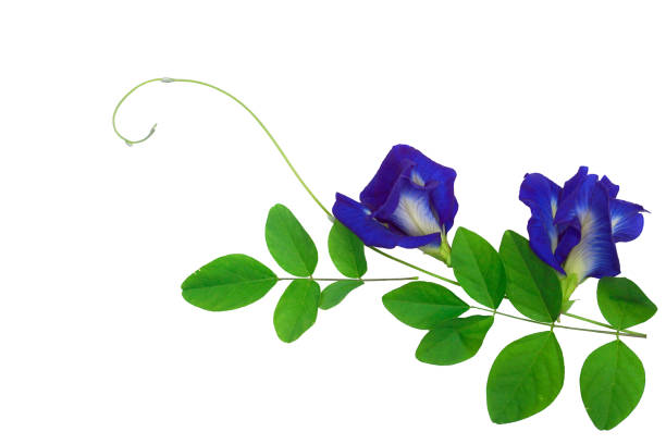 Isolated blue butterfly pea on a white background