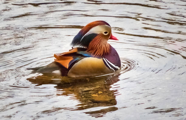 istock Colors of a Mandarin 1889817893