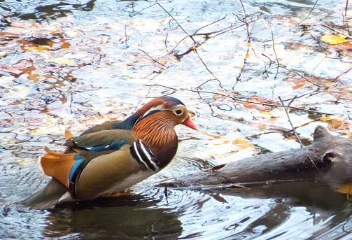 A Mandarin Duck is an eastern Asian duck .It is native to China and Japan but is also found in Korea and Russia. These ducks nest in trees and the males are known for their colorful feathers. They are thought to be the worlds most beautiful ducks and have a population of about 65,000.