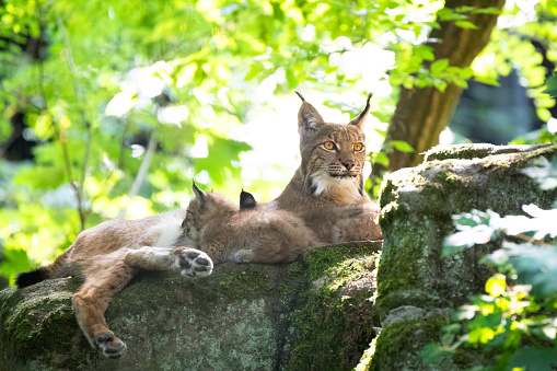 A picture of a lynx mom with her cubs