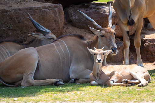 A picture from a common eland