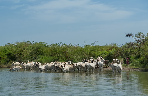 West Africa. Senegal. A herd of humpback Zebu cows with huge horns came to a small lake to drink.
