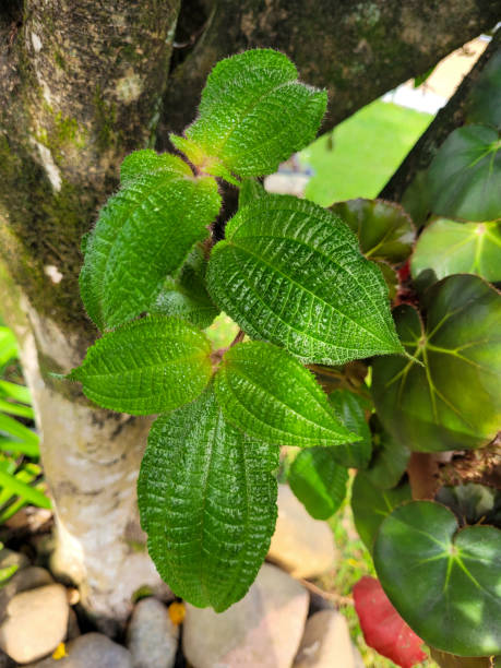 istock Green tropical plant with leaves (Clidemia hirta) on a tree trunk 1889837642