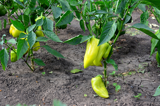 chili peppers are grown on a farm, hot chili plants in the garden, a plant with red chilies on it
