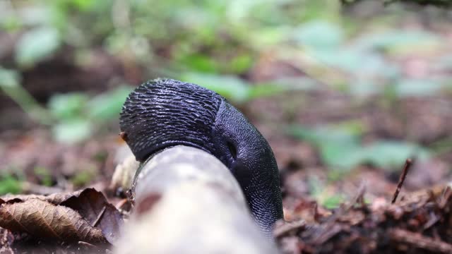 Black snail in the forest on a branch