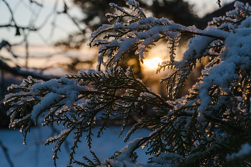 Thuja Smaragd branch with snow close-up at sunrise, view towards the sun, selected focus.
