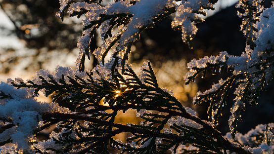 Thuja Smaragd branch with snow close-up at sunrise, view towards the sun, selected focus.