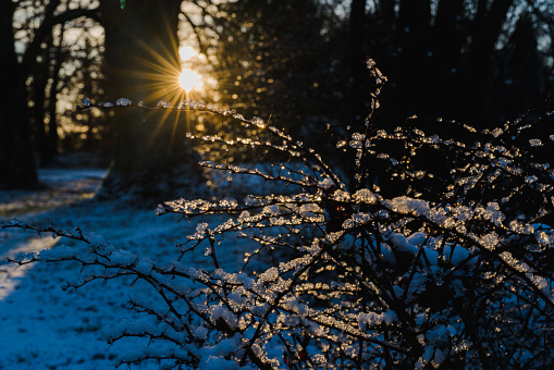 Branches of a barberry bush with snow close-up at sunrise, view towards the sun, selected focus.