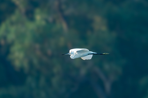 The little egret (Egretta garzetta)