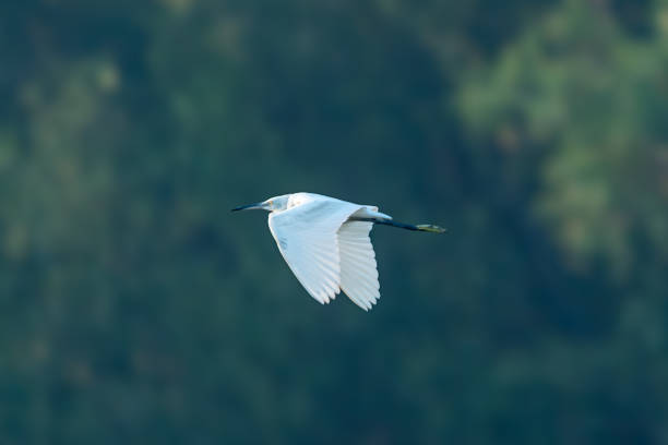 istock The little egret (Egretta garzetta) 1889861714