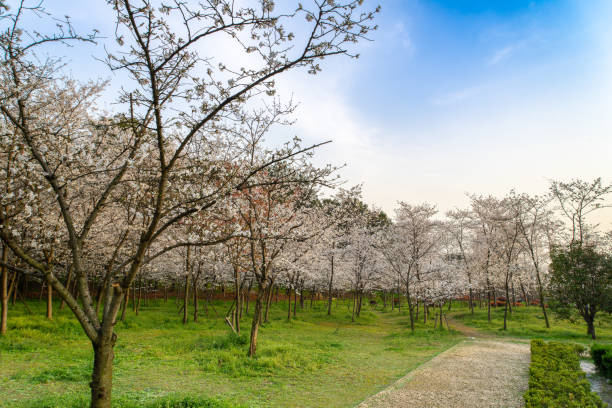 Spring cherry blossom flowers on rows of trees in the main city parkland of Harrogate in North Yorkshire in UK. The trees are very popular with locals and visitors to the city.
