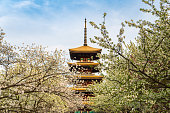 Five-story pagoda and white cherry blossom trees in full bloom.