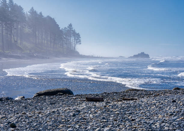 ruby beach, wa - états-unis - 21 septembre 2021 : vue horizontale de visiteurs admirant la lisière de la forêt et les vagues frappant le rivage rocheux de ruby beach au parc national olympique. - washington state coastline beach waters edge photos et images de collection