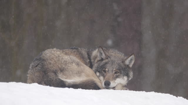 Wolf posing in winter forest