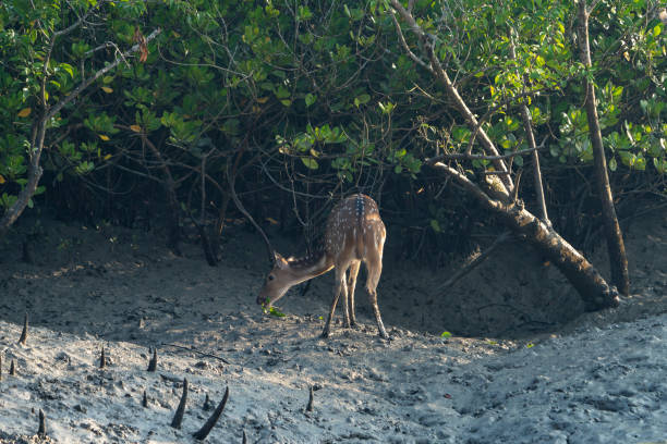 istock The Spotted Deer of Sundarban (Axis axis) 1889884017
