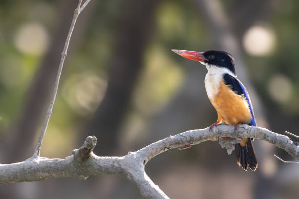 istock The black-capped kingfisher (Halcyon pileata) 1889884435