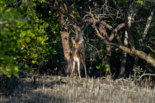 The Spotted Deer of Sundarban (Axis axis)